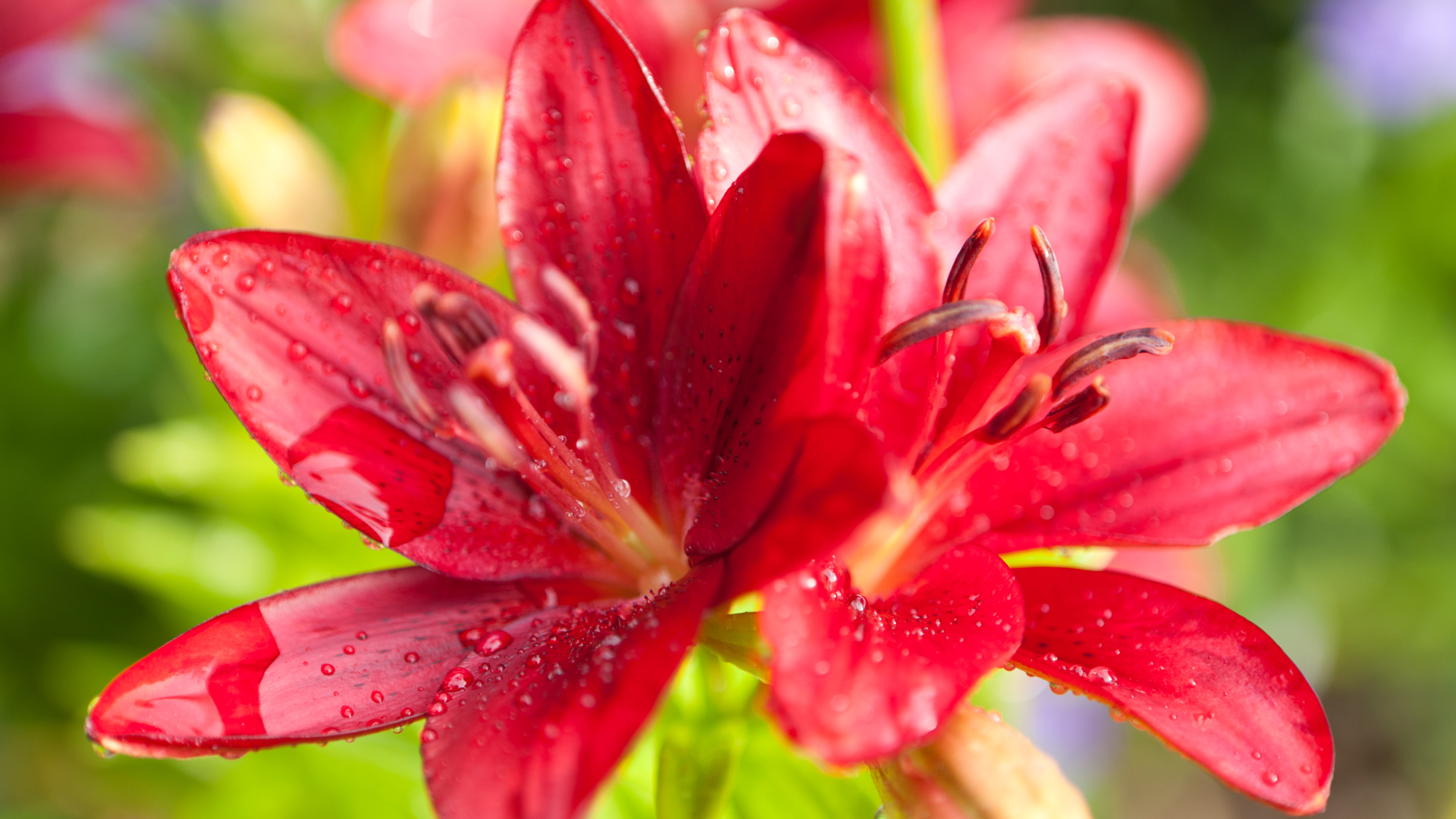 Large red flower undefinedLarge red flower