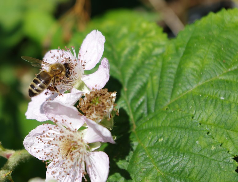 Bee on bramble flower undefinedBee on bramble flower